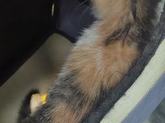 -美美宠物诊疗中心·异宠·骨科(滨江东信分院)