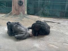 -石家庄市动物园