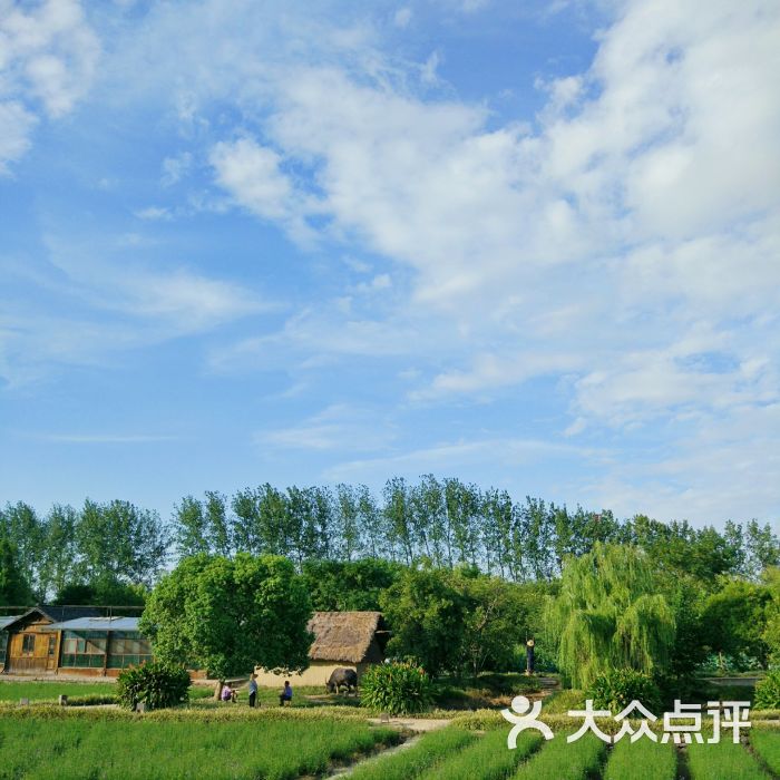 龙形田图片 - 第2张