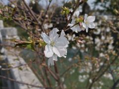 -广富林郊野公园