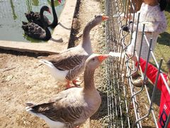 -上海长兴岛郊野公园