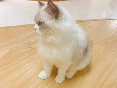 -猫和宫(六道口店)