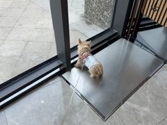 -半岛宠物医院24小时·内窥镜·牙科·碎石中心(府城大道店)