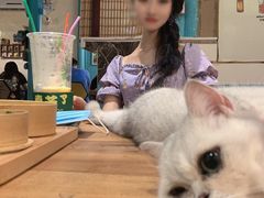 -猫小院猫主题咖啡厅(北锣店)