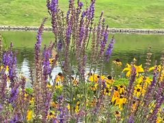 -羊亭河湿地公园