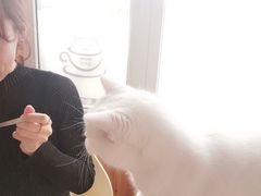 -猫的茶·猫咖
