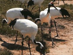 -盐城丹顶鹤湿地生态旅游区