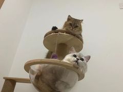 -翊宠yipet猫狗购宠庄园犬舍•猫舍