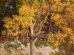 -昆山城市生态森林公园