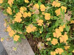 -凯德广场(武胜路店)