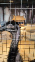 -酷嗒动物文化乐园(cutezoo西溪乐天城店)