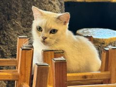 -猫猫幼稚园·撸猫·桌游·电玩