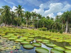 -中国科学院西双版纳热带植物园