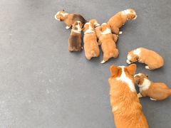 -宠物之家Pets Home 宠物寄养酒店