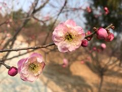 榆叶梅-北京鹫峰国家森林公园