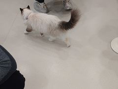 -共舞时光猫咖·狗咖(新街口店)