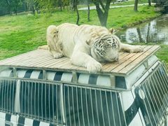 -上海野生动物园