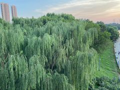 -长白岛森林公园