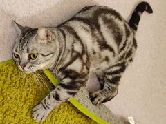 -猫和宫(六道口店)