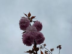 -高东镇樱花园