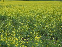 -鴜鹭湖生态旅游度假区