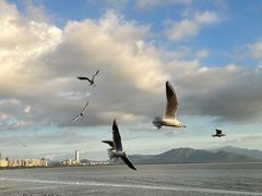 -深圳湾公园(南山区)