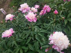 -长春公园(普阳街道)