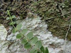-海南热带雨林国家公园吊罗山景区