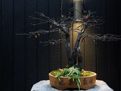-觀芷隐轩