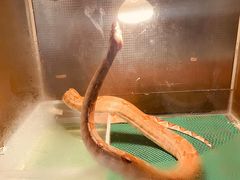 -上海大自然野生昆虫馆