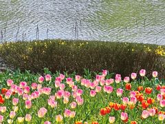 -上海鲜花港