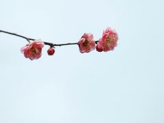 -无锡梅园公园