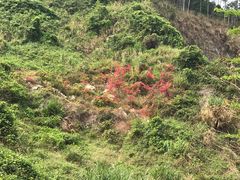 -火炉山森林公园
