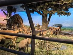 -国家自然博物馆