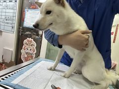 -柏萃动物医院·骨科·牙科