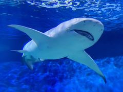 -上海海洋水族馆