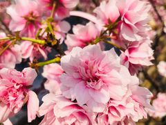 -天适樱花悠乐园