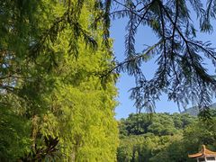 -深圳仙湖植物园