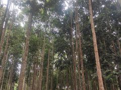 -中国科学院西双版纳热带植物园