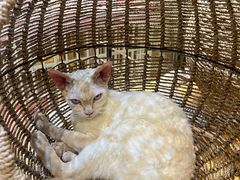 -藏猫猫咖啡主题馆(中央大道店)