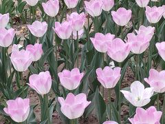 -朝阳公园游乐园