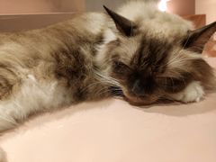 -猫儿山۰猫主题餐厅