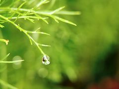 -云溪植物园