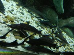 android_upload_pic-福州罗源湾海洋世界旅游区