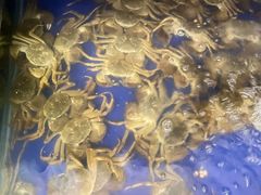-阳澄湖大闸蟹·琼灵阁牌品牌连锁(吴中总店)