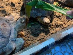 -上海大自然野生昆虫馆(东方明珠·爬宠昆虫探索中心)