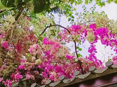 -深圳国际园林花卉博览园