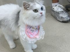 -共舞时光猫咖·狗咖(新街口店)