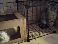 -平行世界·猫咖(首经贸店)