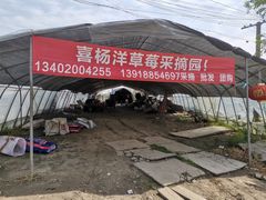-喜杨洋草莓采摘园